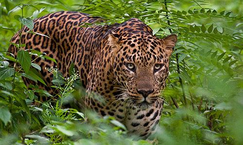 Bandipur National Park tour packages in paravur