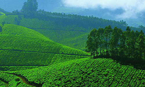 munnar tourism in paravur